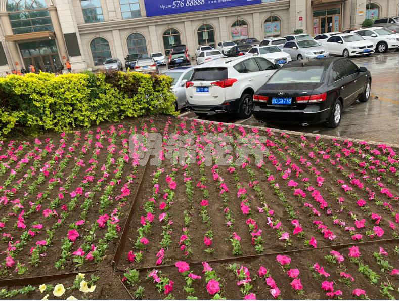 河东红事会花卉施工现场